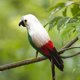 thumbnail image 2 of Guacamayo artificiales, loro de pájaro para decoración de jardín, accesorio Zulema Estatua de loro, 2 of 7