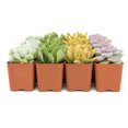 thumbnail image 3 of Ceramic Home/Garden Seashell Flower Planter Pot Outside with Starfish Figurine, 3 of 4