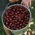 thumbnail image 4 of Brighter Blooms - Stella Cherry Tree, 3-4 ft. - No Shipping to AK, AZ, CA, CO, HI, ID, OR, WA, 4 of 6