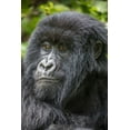 thumbnail image 2 of Souders, Paul 17x24 Gold Ornate Wood Framed with Double Matting Museum Art Print Titled - Africa-Rwanda-Volcanoes National Park-Portrait of Mountain Gorilla, 2 of 4