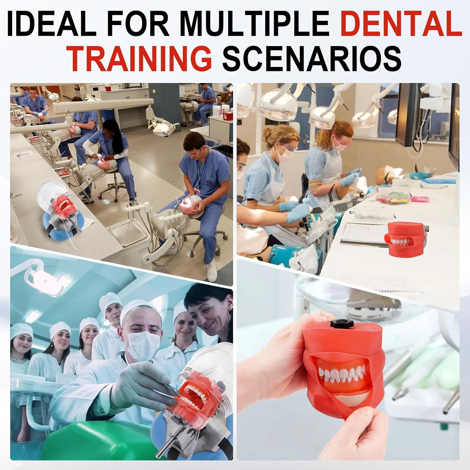 FOUR E's Scientific Dental Manikin Simulator Phantom Head with 28 Detachable Teeth, 180-Degree Rotatable, Height Adjustable, for Education