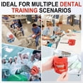thumbnail image 7 of FOUR E's Scientific Dental Manikin Simulator Phantom Head with 28 Detachable Teeth, 180-Degree Rotatable, Height Adjustable, for Education, 7 of 7