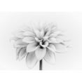 thumbnail image 3 of Gronkjar, Lotte 14x11 Black Modern Framed Museum Art Print Titled - White Dahlia, 3 of 5