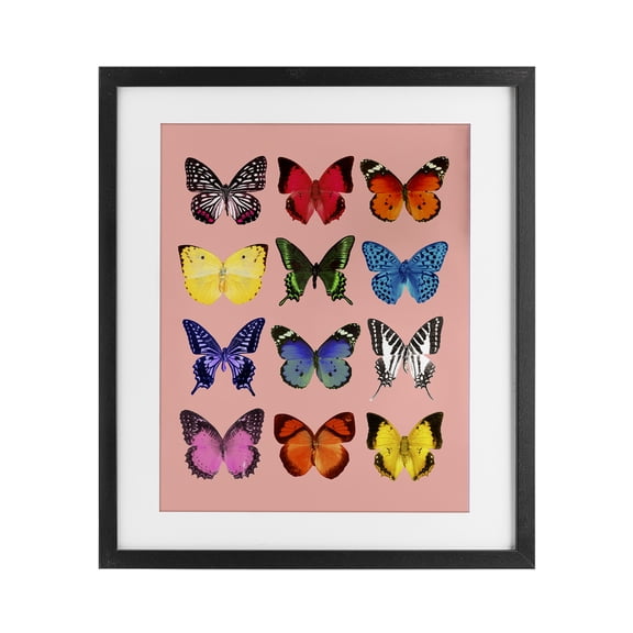 Butterfly Species on Pink Black Framed Print Under Glass, design by LISH Creative