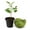 1 Plant, variant on Soursop Tree - Single - 2 Inch Pot - Annona Muricata