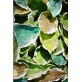 thumbnail image 2 of Villa, Milli 23x32 Black Ornate Wood Framed with Double Matting Museum Art Print Titled - MultiColor Leaves, 2 of 4