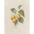 thumbnail image 2 of Lewis, Sheldon 25x32 White Modern Wood Framed Museum Art Print Titled - Fruity Botanic 2, 2 of 4