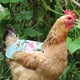 thumbnail image 4 of Sillín de pollo con correas elásticas de algodón ajustable gallinas delantal de aves de corral de aves de corral Paquete de protectores de protectores Paquete de 5 Speravity  PT000731-00, 4 of 7