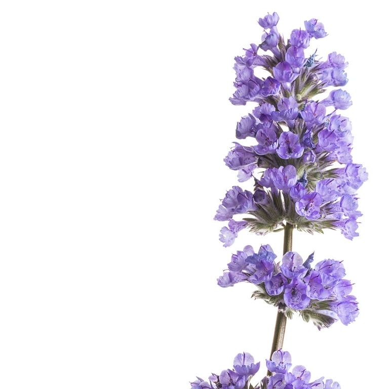Proven Winners 3 Quart Purple Nepeta Cat's Pajamas Full Sun