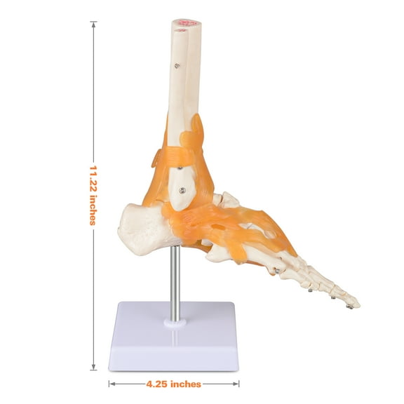 Human Foot Joint Model with Ligaments