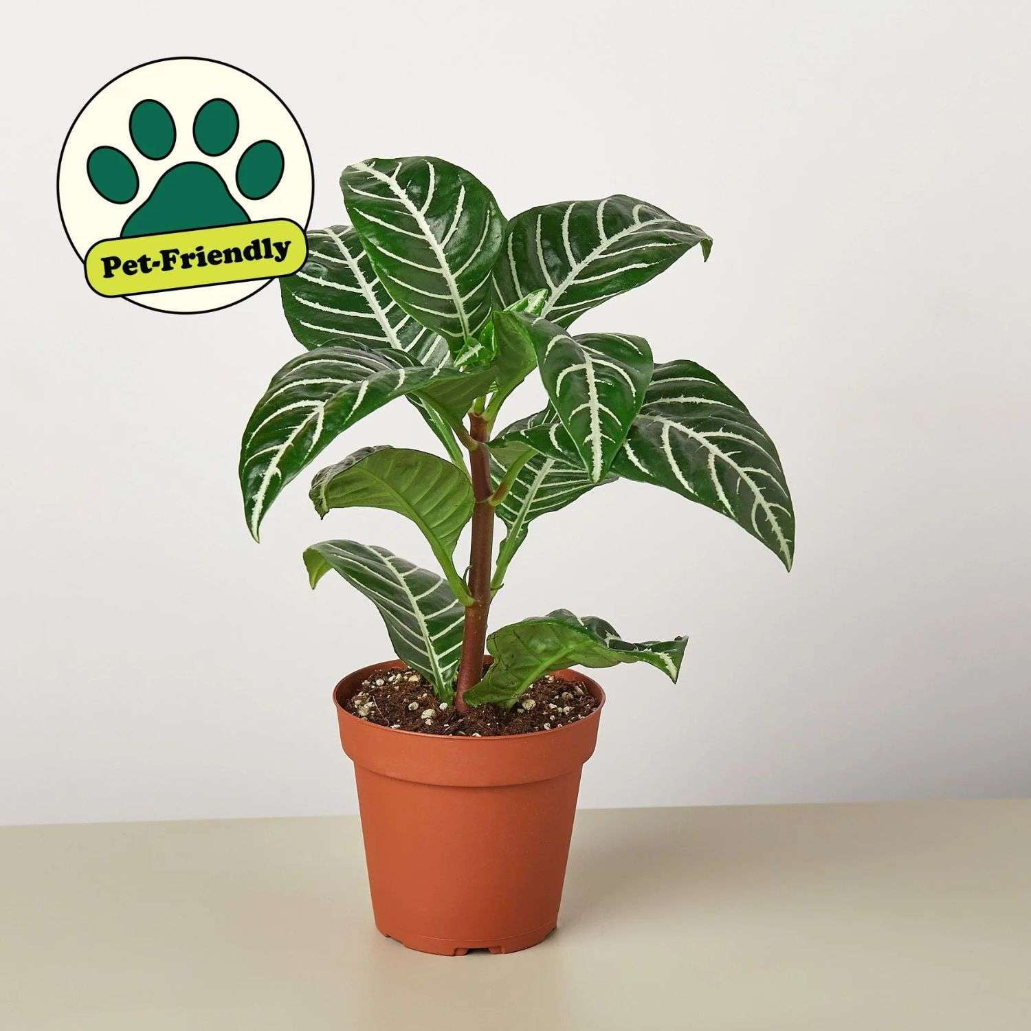 Zebra Aphelandra Live Plant for Indoor | Different Houseplants in 4'' & 6'' Pot | Real House Plant for Living Room, Office, Desk & Bathroom | Zebra plant | Aphelandra squarrosa