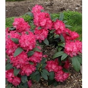 ( 1 ) - Holdens Red Rhododendron - Starter Plant ( 7m ) ( 1 live plant )