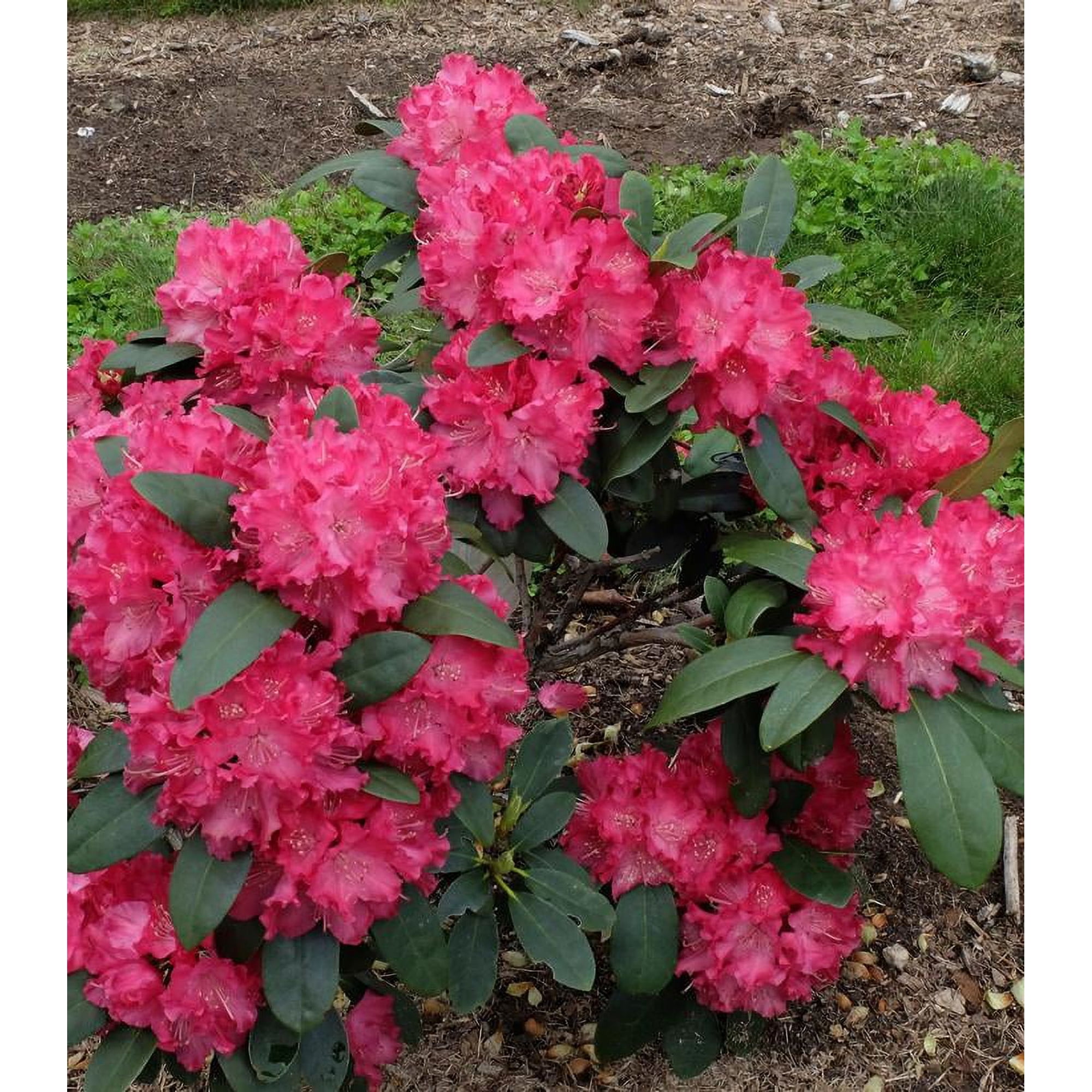 ( 1 ) - Holdens Red Rhododendron - Starter Plant ( 7m ) ( 1 live plant )