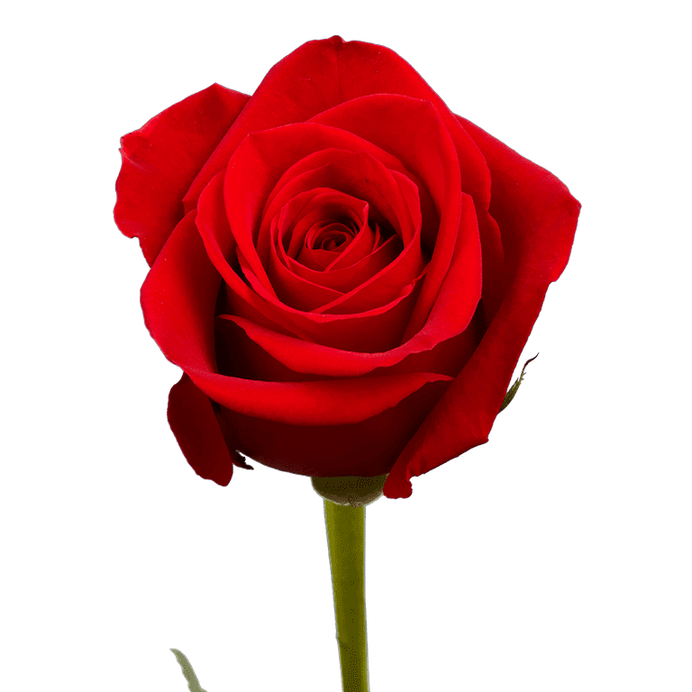 SAME DAY DELIVERY: 24 RED ROSES – Bloomen Inc.