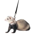 thumbnail image 2 of Marshall Pet Products Ferret Harness & Lead, Assorted Colors, 2 of 6