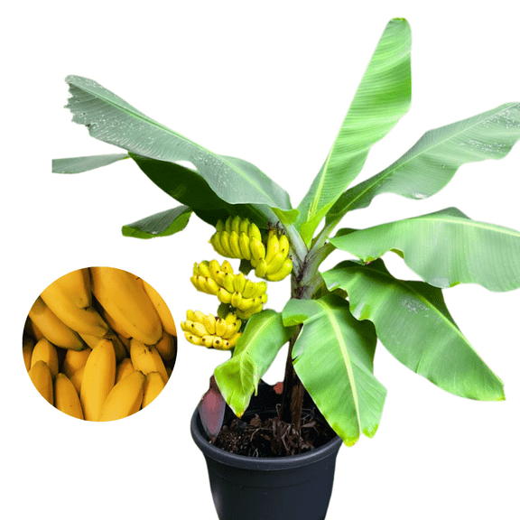 Dwarf Cavendish Banana Tree Live Plants, Well Rooted Banana Tree, Banana Plants, Sweet Edible Fruit Tree, Ready to Grow, Live Banana Fruit