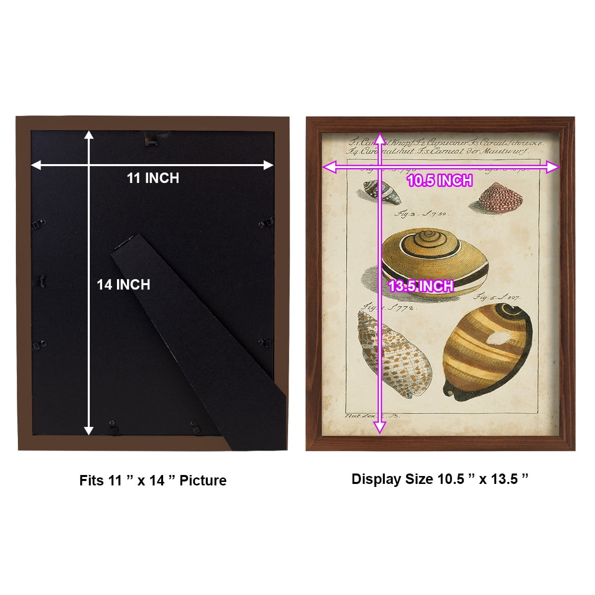 Vintage Shell Study IV -Framed Print w/glass-Chestnut