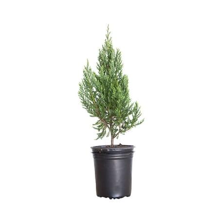 Blue Point Juniper (2.5 Quart) Evergreen Tree with Blue-Green Foliage - Full Sun Live Outdoor Plant