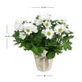 thumbnail image 3 of Expert Gardener 6IN White Fall Mum Live Plant in Burlap Pot Cover, 3 of 3