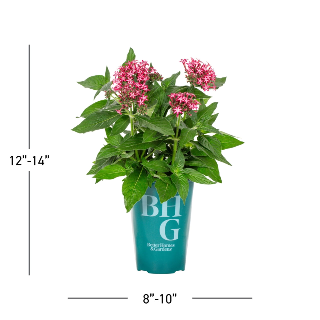 Better Homes & Gardens 2QT Multicolor Pentas Live Annual Plant Sun