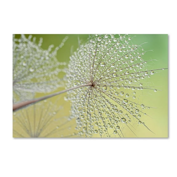 Trademark Fine Art 'Dewy Dandelion' Canvas Art by Cora Niele