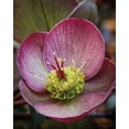 thumbnail image 2 of Van Swearingen, Debra 12x14 Black Ornate Wood Framed with Double Matting Museum Art Print Titled - Lenton Rose IV, 2 of 4