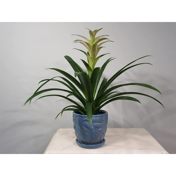 Garden & Home Blue 7 Inch Indoor Ceramic Planter with Attached Saucer and Drainage Hole for House Plants, Herbs, Flowers, Succulents