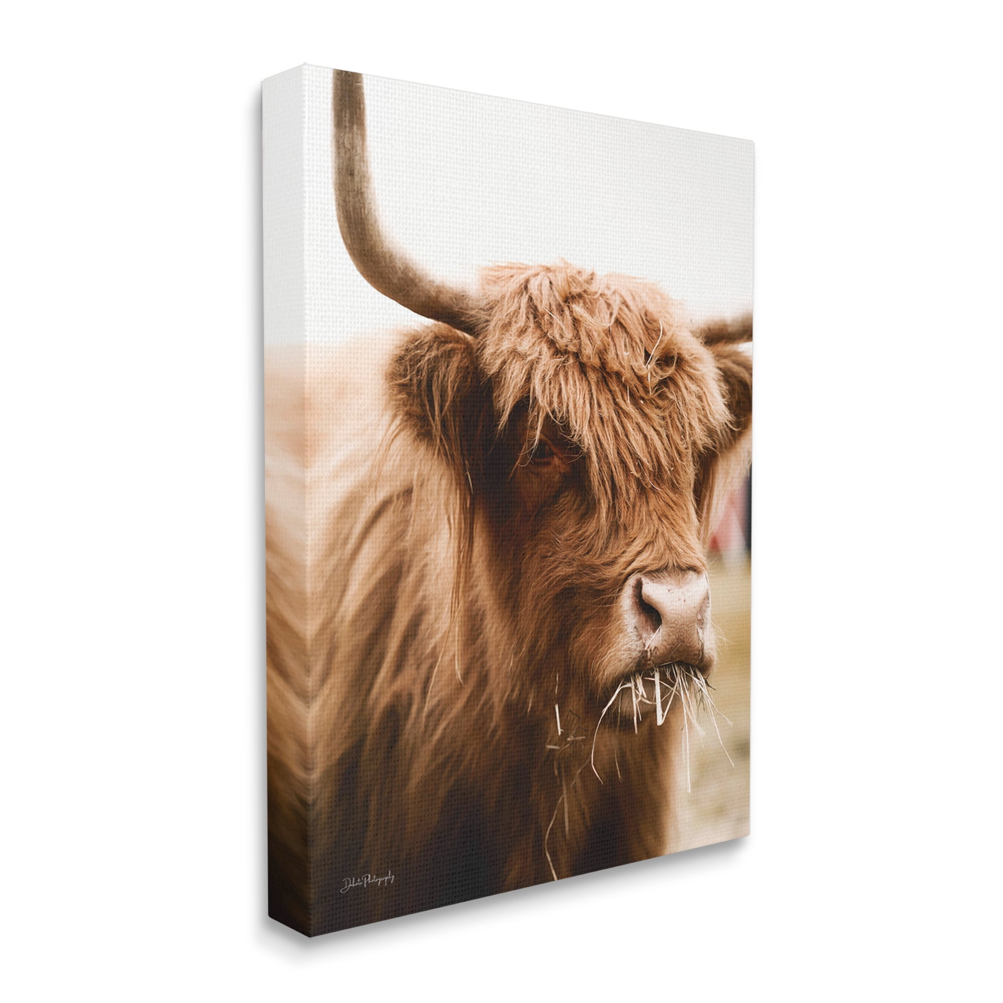 Stupell Industries Cattle Chewing Photography Animals & Insects Photography Gallery Wrapped Canvas Print Wall Art, 16 x 20