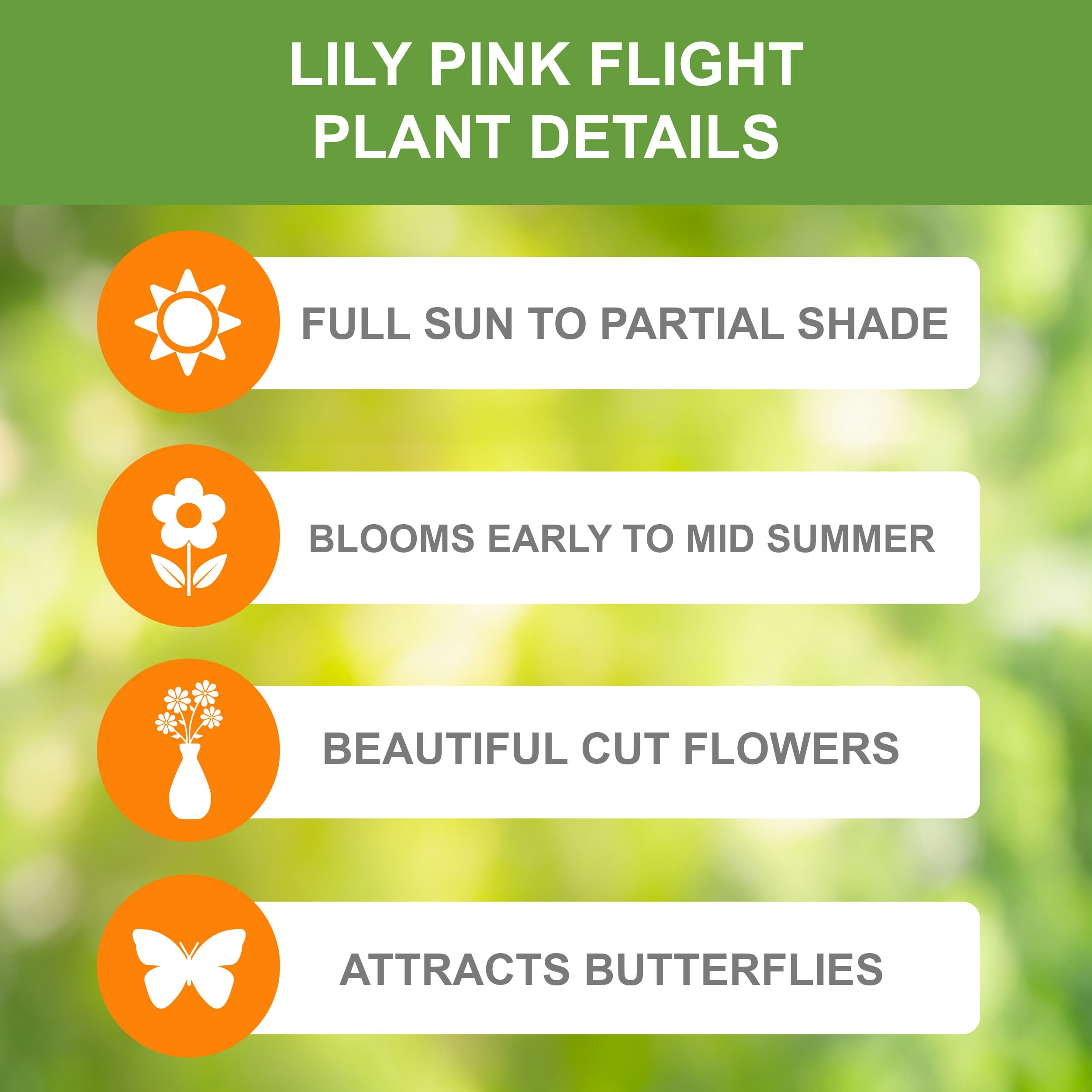 Garden State Bulb Pink Flight Asiatic Lily Flower Bulbs, 14/16cm (Bag of 10)