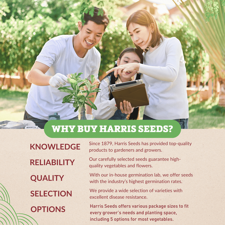 tomato出品 Tomato 3D model – ZB-Vision