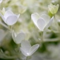 thumbnail image 2 of Amber Light Gallery 15x15 White Modern Wood Framed Museum Art Print Titled - Ivory Hydrangea, 2 of 4