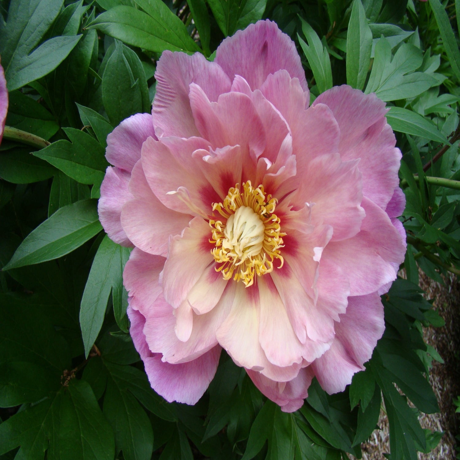 Expert Gardener 12-18" Peony Sweet Treat™ Live Tree in 1 gal. Grower Pot