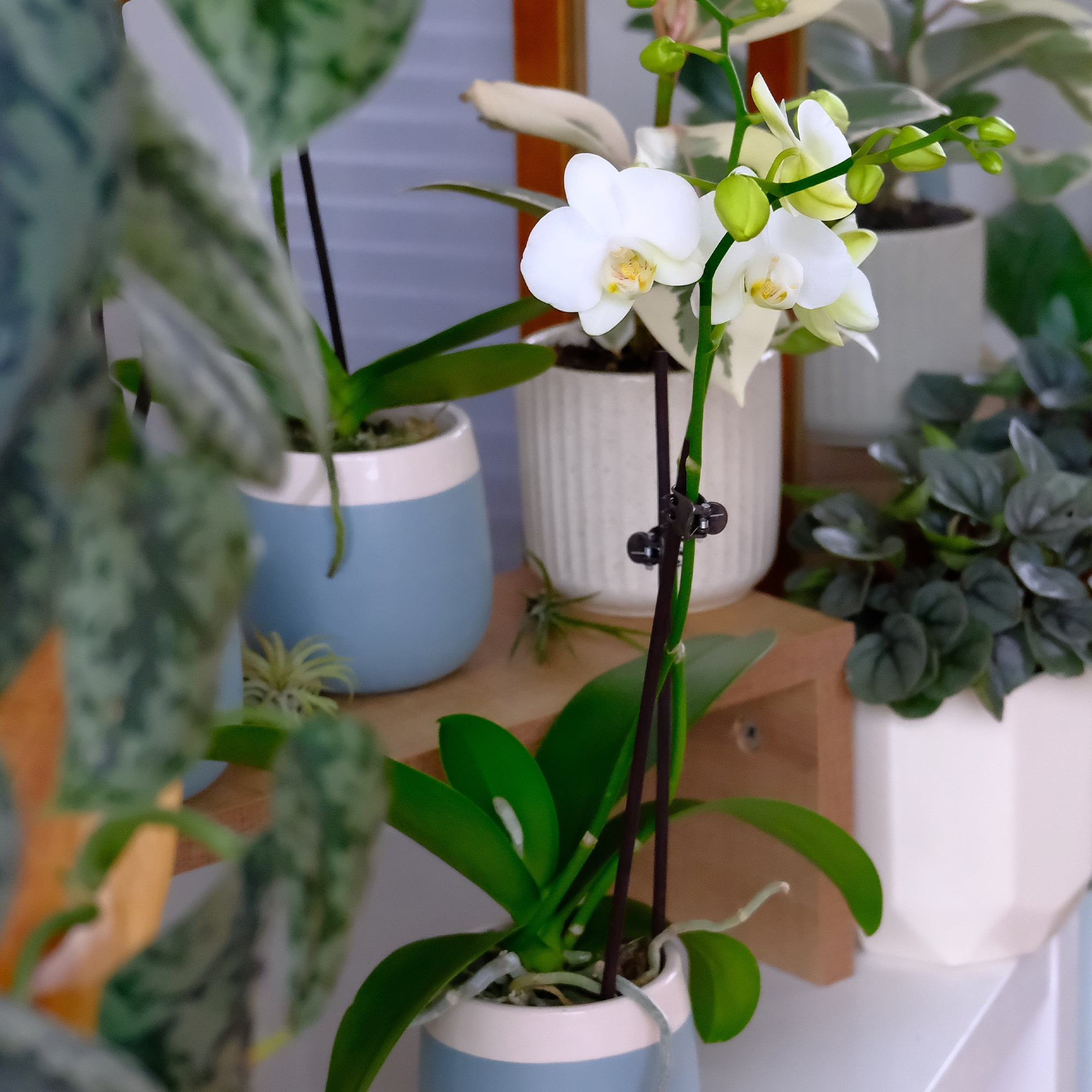 Element White Live Orchid Decor (Approx 16" Tall) in 3.5" Blue & White Planter
