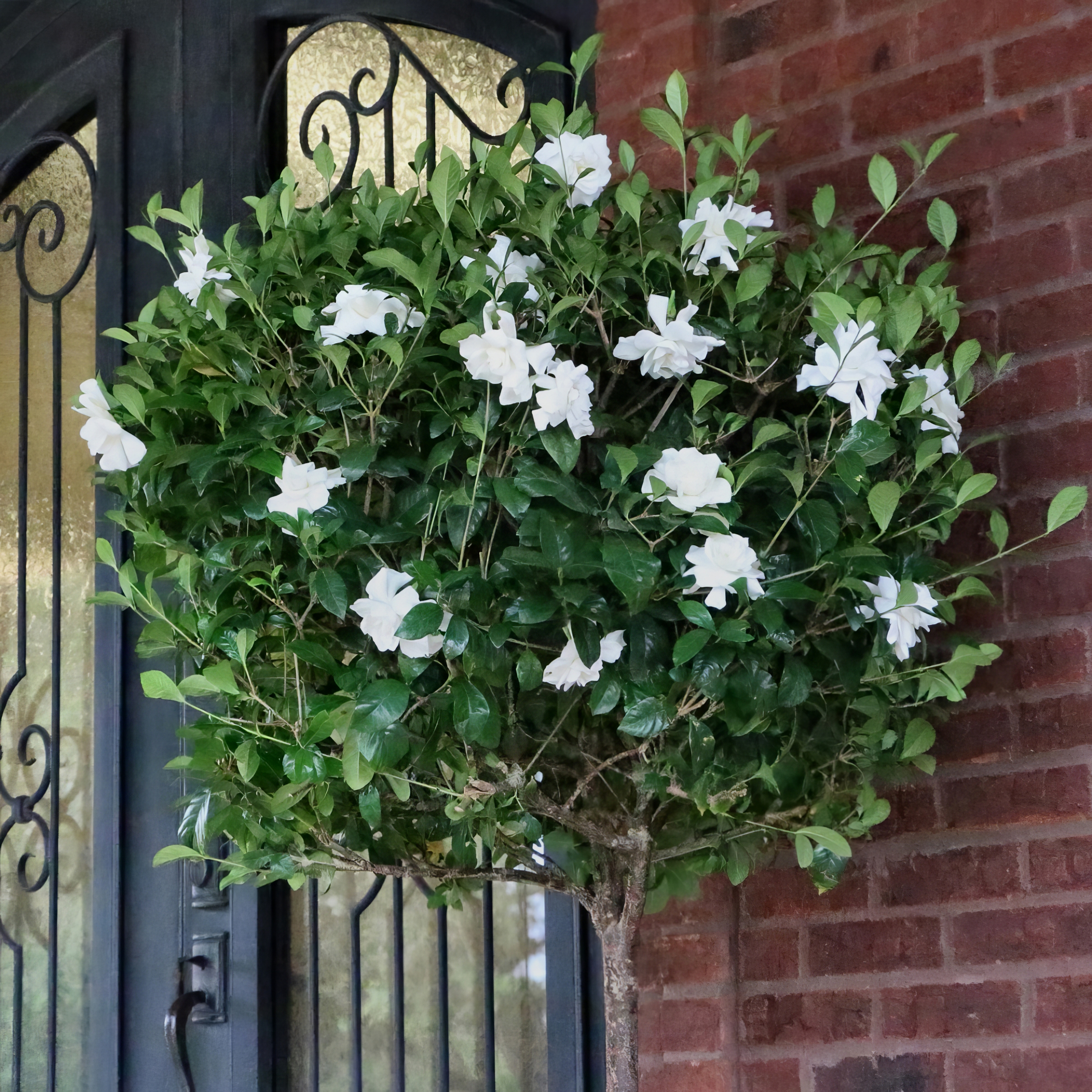 National Plant Network 3 gal. Gardenia Aimee Live Tree with Full Sunlight