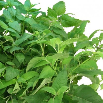 Miracle-Gro AeroGarden Fresh Tea 7-Pod Seed Kit