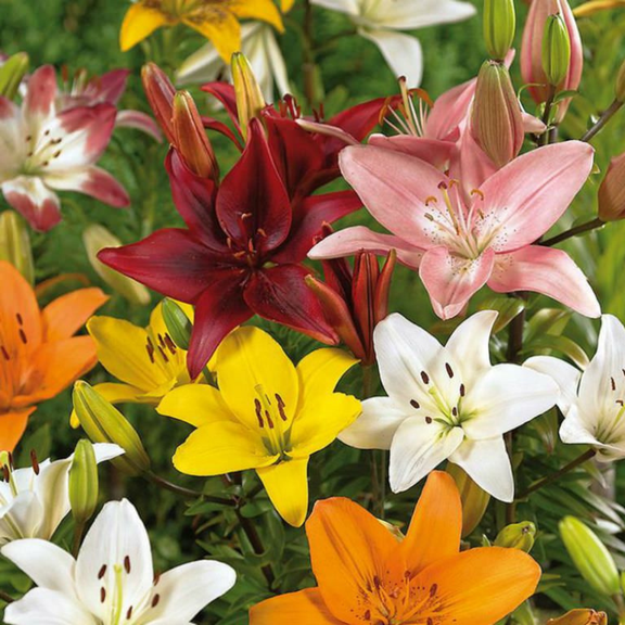 4 Mixed Asiatic Lily Bulbs, Asiatic Lily Mixed, Ready to Plant, Suitable for Outdoor Gardening