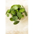 thumbnail image 3 of Hirt's Gardens Chinese Money Plant - Pilea peperomiodes - 2.5" Pot, 3 of 3