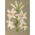 thumbnail image 3 of Arentine H. Arendsen 14x18 Black Modern Framed Museum Art Print Titled - Lilium (1872-1881), 3 of 5