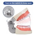 thumbnail image 4 of Medical Modelo De Dientes 32 Dientes Dentales Modelo Dientes, 4 of 6