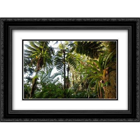 Bromeliad and tree fern at 1500 meters altitude in tropical rainforest, Sierra Nevada de Santa Marta 2x Matted 24x18 Black Ornate Framed Art Print by Ruoso, Cyril
