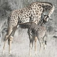 thumbnail image 3 of Bennion, Scott 12x12 Black Modern Framed Museum Art Print Titled - Mother and Daughter, 3 of 5