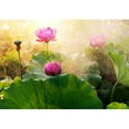 thumbnail image 2 of wall26 - Beautiful Lotus Flower in Blooming at Sunset - Removable Wall Mural | Self-Adhesive Large Wallpaper - 100x144 inches, 2 of 5
