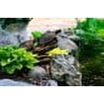 thumbnail image 2 of Aquascape Double Turtle on Log Pond Spitter/fountain, 2 of 5
