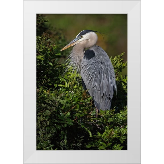 Jones, Adam 11x14 White Modern Wood Framed Museum Art Print Titled - Great blue heron-Venice rookery-Venice-Florida