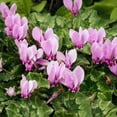 thumbnail image 3 of Easy to Grow Cyclamen Hederifolium Hardy 3 Plant Bulbs, Shade Outdoor Zones 5-9, 3 of 4