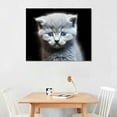 thumbnail image 2 of Nawypu Cute Kitten British Shorthair Cat Canvas Poster Bedroom Decor Sports Landscape Office Room Decor Gift,Canvas Poster Wall Art Decor Print Picture Paintings for Living Room Bedroom Decoration, 2 of 4