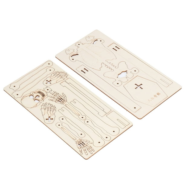 Wooden?Human?Skeleton?Toy, Precise?Details Human?Skeleton?Assemble?Toy