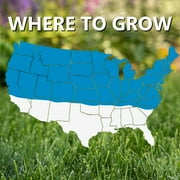 Blue Panther 25lb Blue Panther Seed 11980