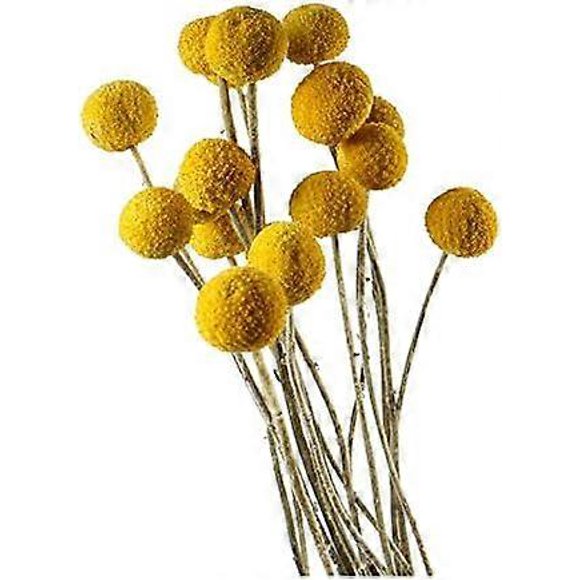 30 Pcs Boules Dorées Fleurs Séchées - Diamètre 2-3 cm Accessoires de Décoration Maison