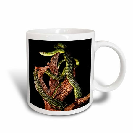 

3dRose Boomslang Snake - Ceramic Mug 11-ounce
